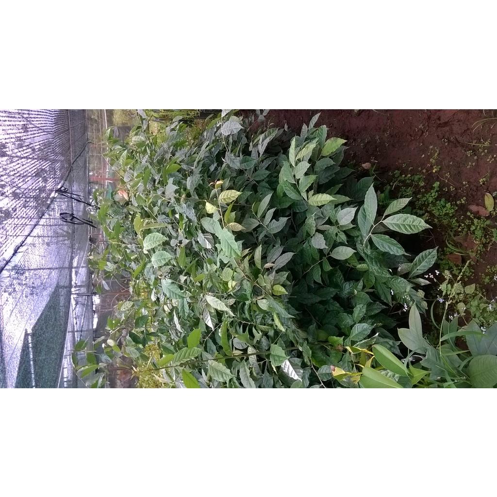 CÂY GIỐNG NHÓT NGỌT BẦU TO CÂY ĐẸP LÁ XUM XUÊ NHƯ HÌNH.