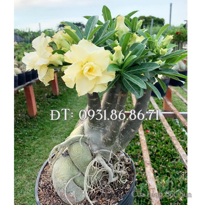 Hạt giống hoa sứ kép Thái Lan Bonsai màu vàng – Bịch 10 hạt – Mã số 1796