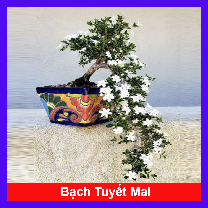 Cây cảnh bạch tuyết mai - cây bonsai hoa màu trắng - cây cảnh để bàn + tặng phân bón cho cây