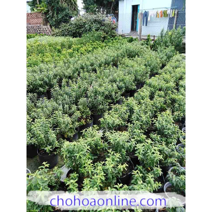 Cây Giống Ổi Sẻ
