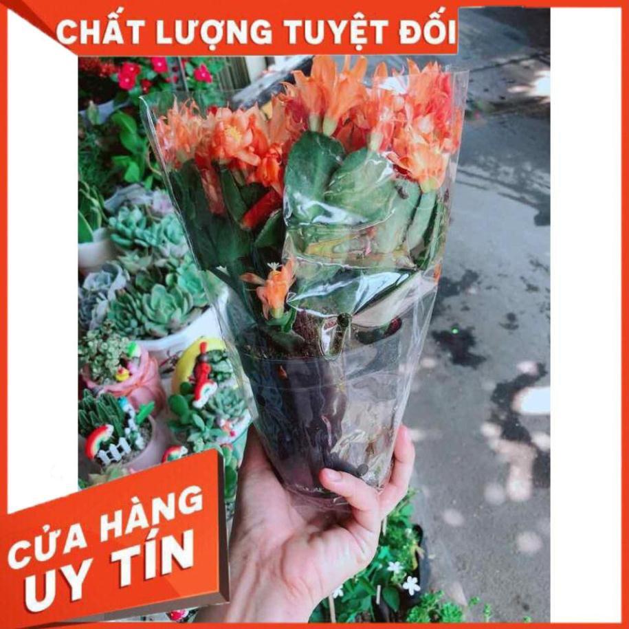 Chậu hoa quỳnh Nhiều Người Mua