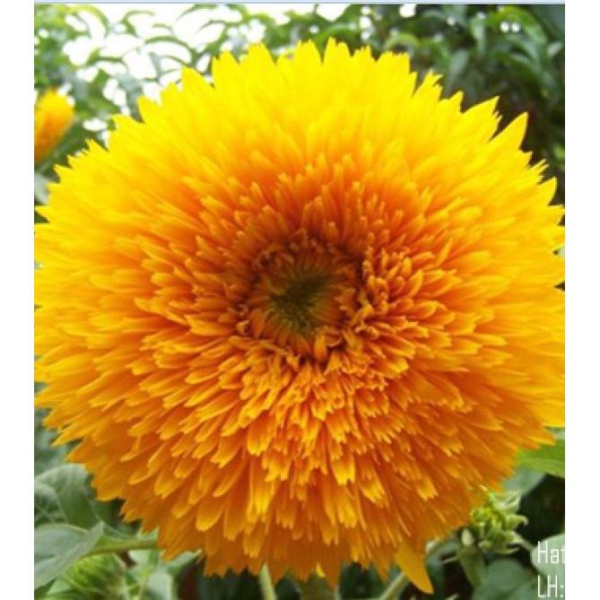 Hạt Giống Hoa Hướng Dương Kép Vàng Cam KNS3642 - Gói 20 hạt