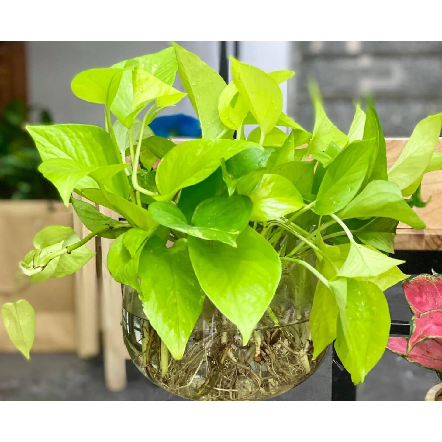 Cây trầu bà thủy sinh kèm chậu