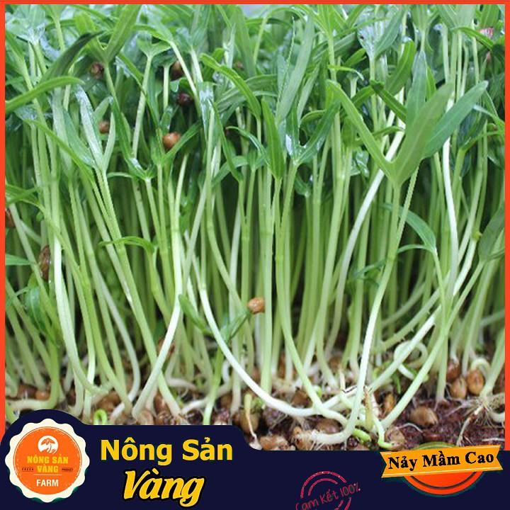 Hạt giống Rau Mầm Rau Muống