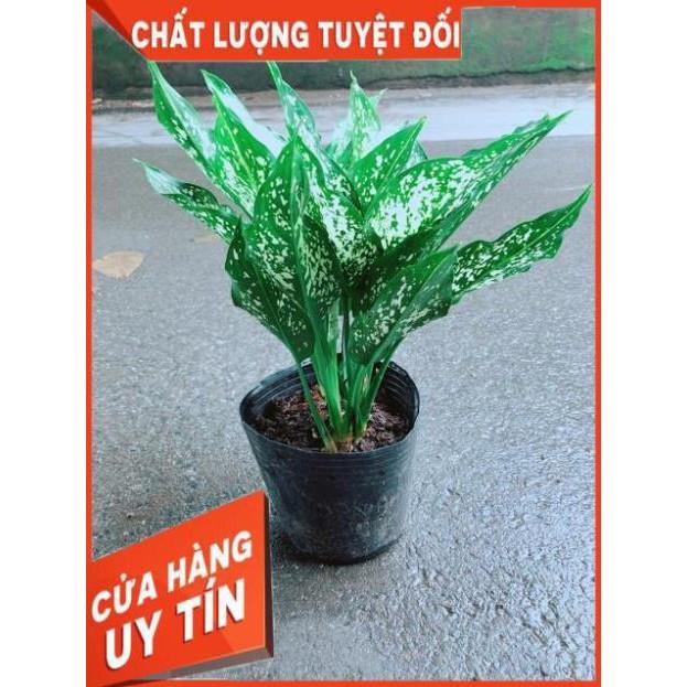 Cây Ngọc Ngân