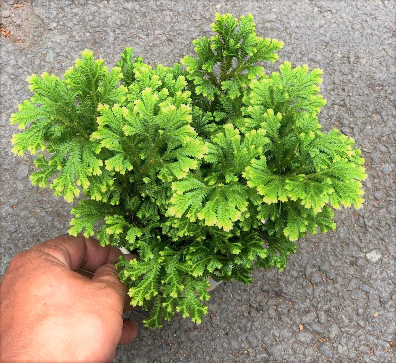Chậu cây dương xỉ