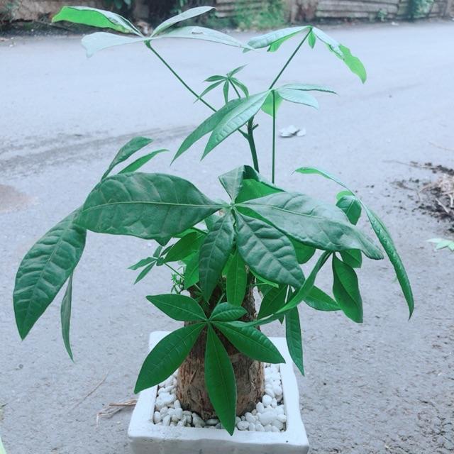 Chậu Kim Ngân 1 Thân Size Lớn