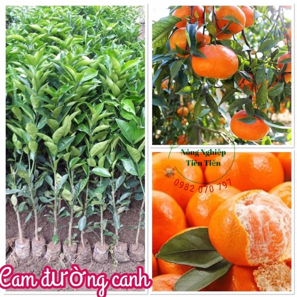 Cây cam đường canh, cây giống thế hệ mới năng suất cao, chịu hạn, ít sâu bệnh