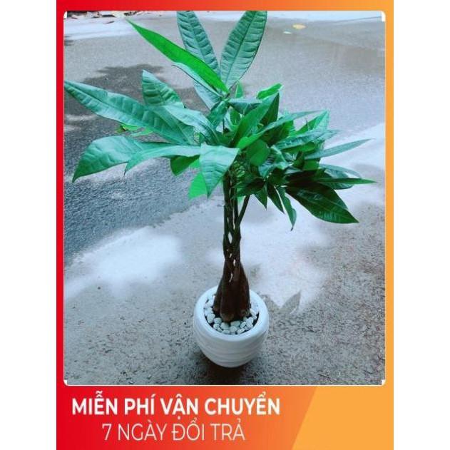 Chậu Kim Ngân 5 Thân Thắt Bính