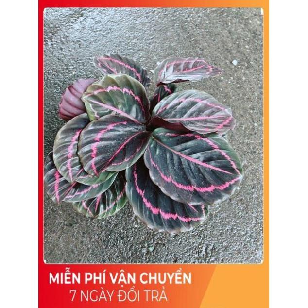 Chậu Cây Đuôi Công Tím