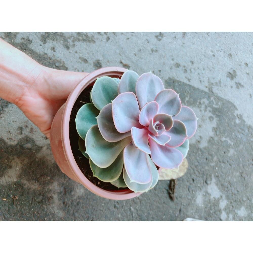 Chậu Sen Đá Hồng Tâm