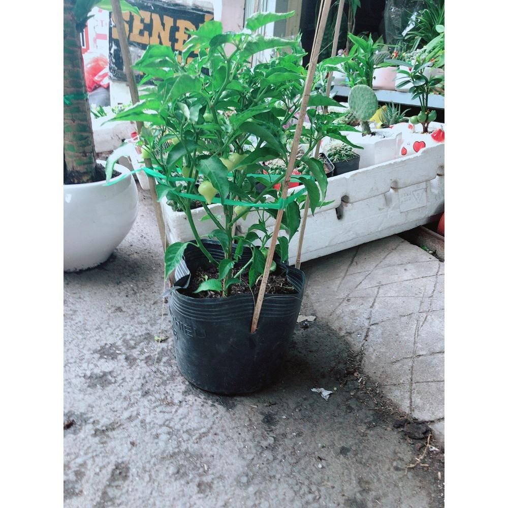 Chậu Ớt Kiểng Biquinho Độc Lạ Ăn Được