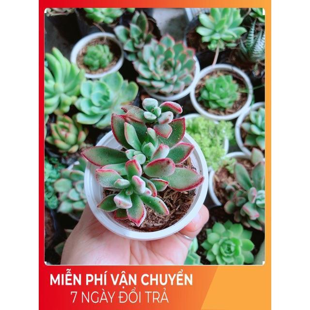 Combo 10 cây sen đá