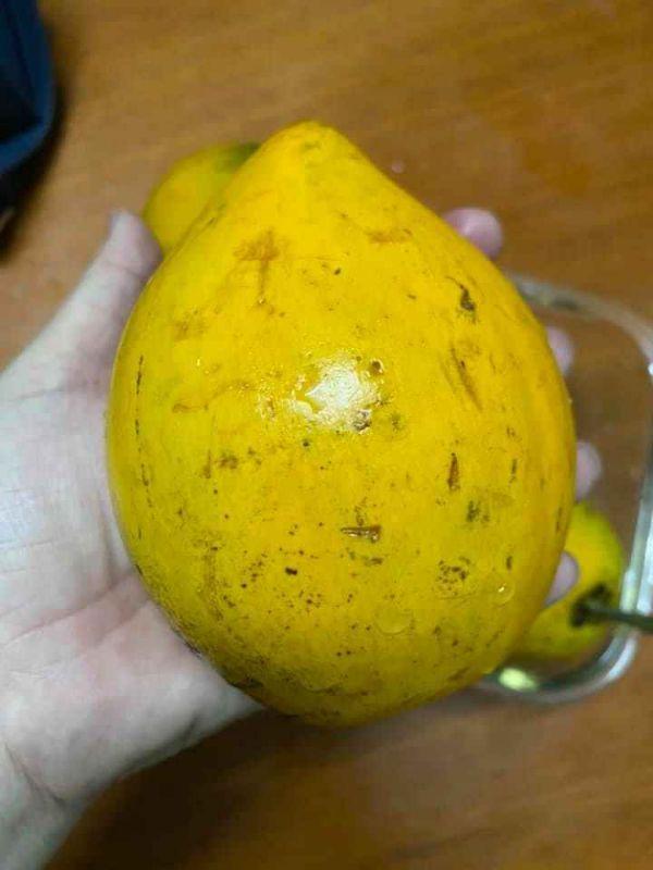 Cây lêkima thái .. 8 tháng cây cho trái