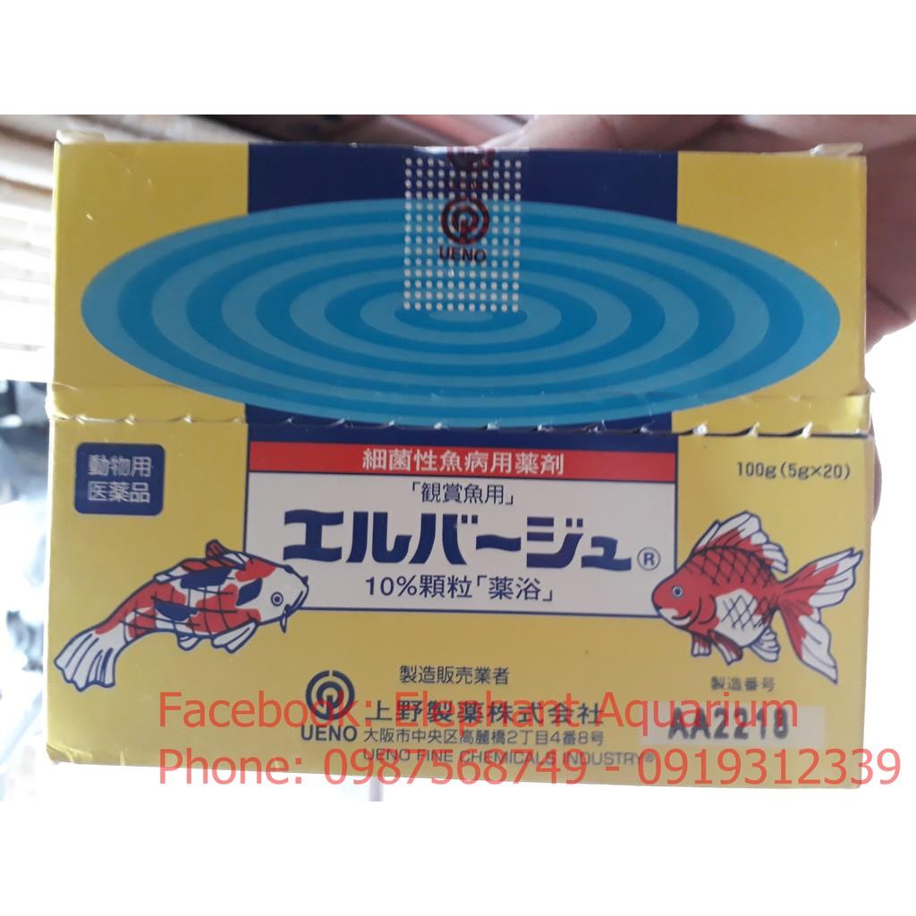 Tetra Nhật cho cá cảnh