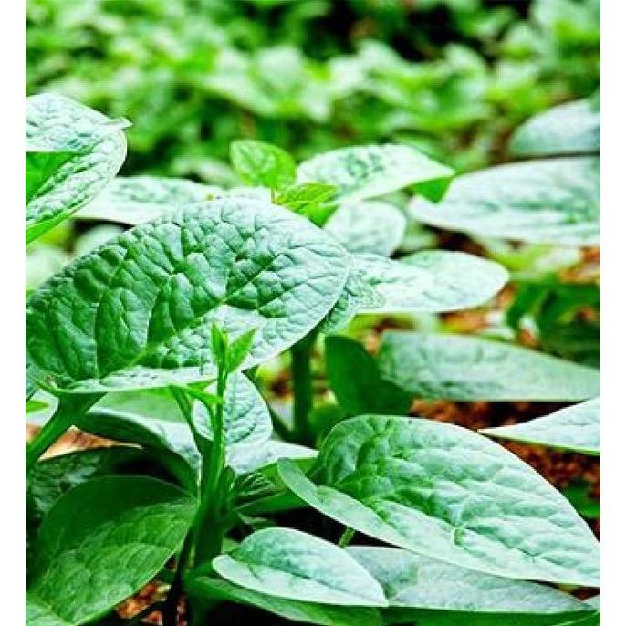 Hạt giống rau mồng tơi cao sản lá to- gói 1kg