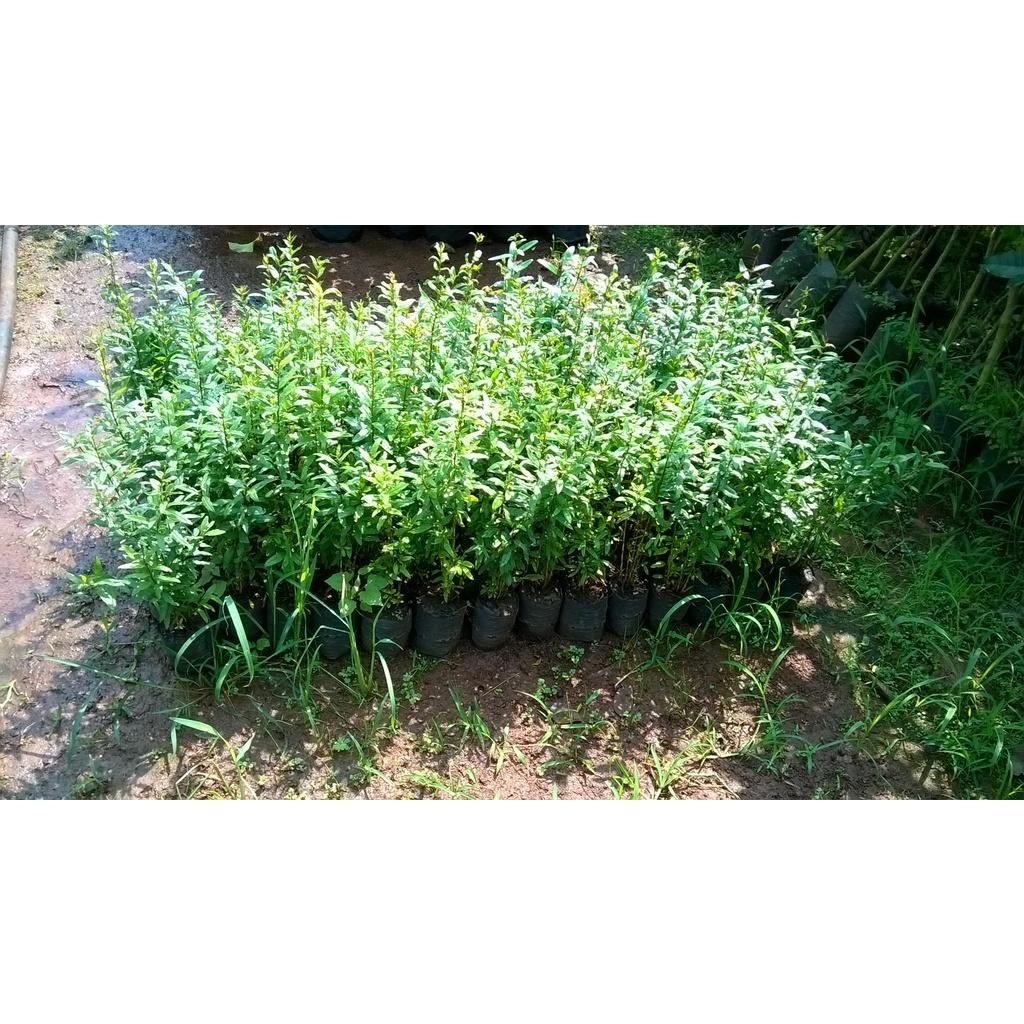 CÂY GIỐNG LỰU BẠCH MINI .