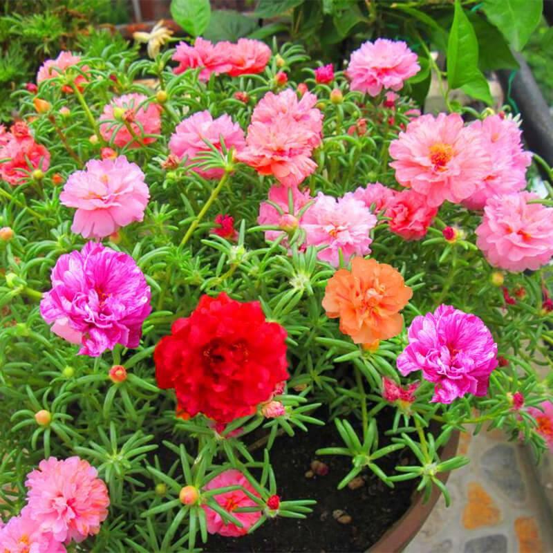 Hat Giống Hoa 10h, Hoa Mười Giờ Mỹ Portulaca - gói 0.3gr/200hạt