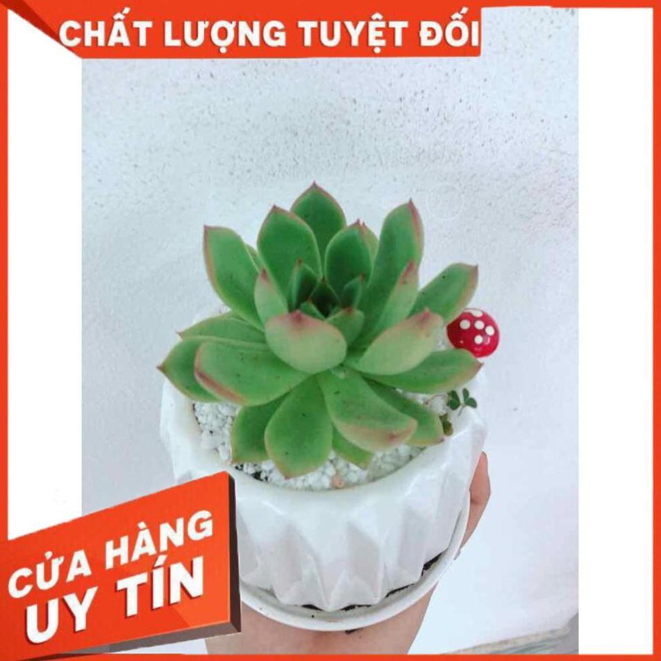 Chậu cây sen đá  Nhiều Người Mua