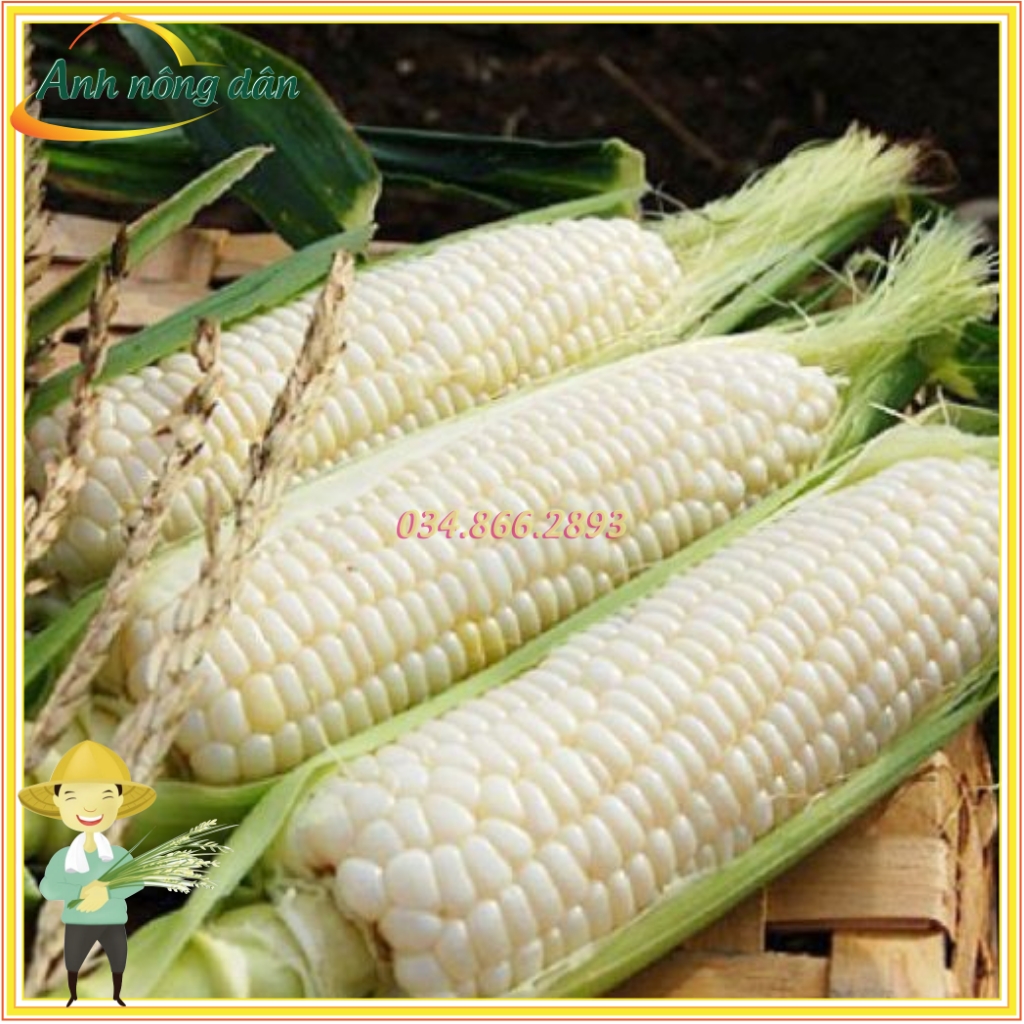 Gói 1kg Hạt giống ngô nếp F1, bắp nếp dẻo, thơm, ngọt cao sản, bắp to, đều, năng suất cao, chất lượng tốt