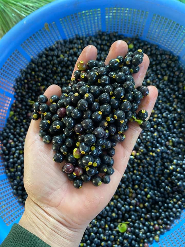 Hạt giống cây long não - 1kg