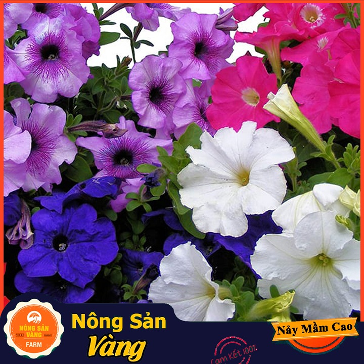 Hạt giống Hoa Dạ Yên Thảo Mix Màu - Nông Sản Vàng
