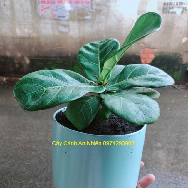 Chậu Cây Bàng Singapore