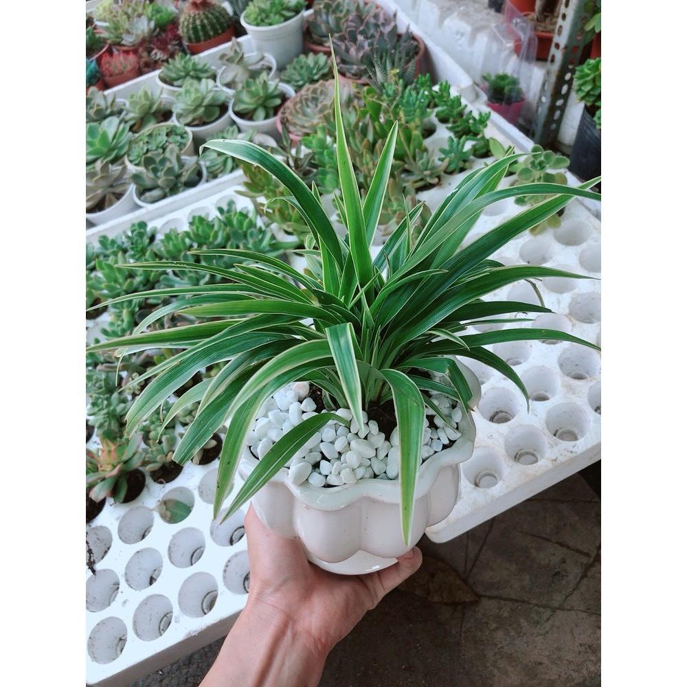 Chậu lan chi
