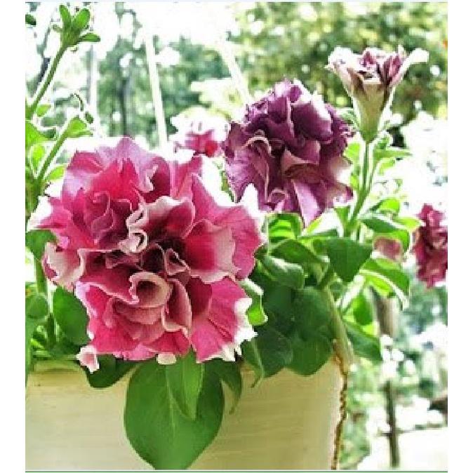 Hạt giống hoa dạ yến thảo kép nhiều màu KNS361 - Gói 20 hạt