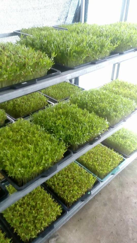 10 Khay trồng rau mầm rau ăn lá giá rẻ - khoan lỗ