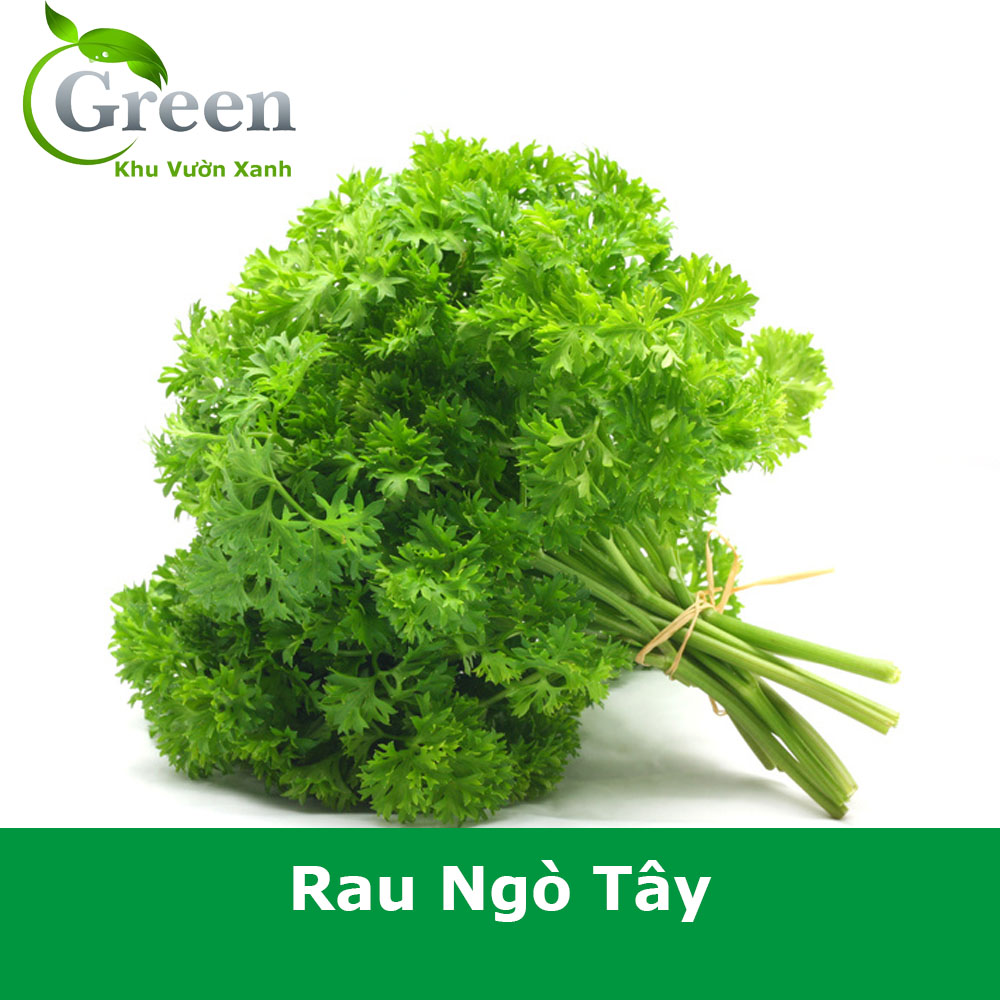 Hạt Giống Rau Ngò Tây