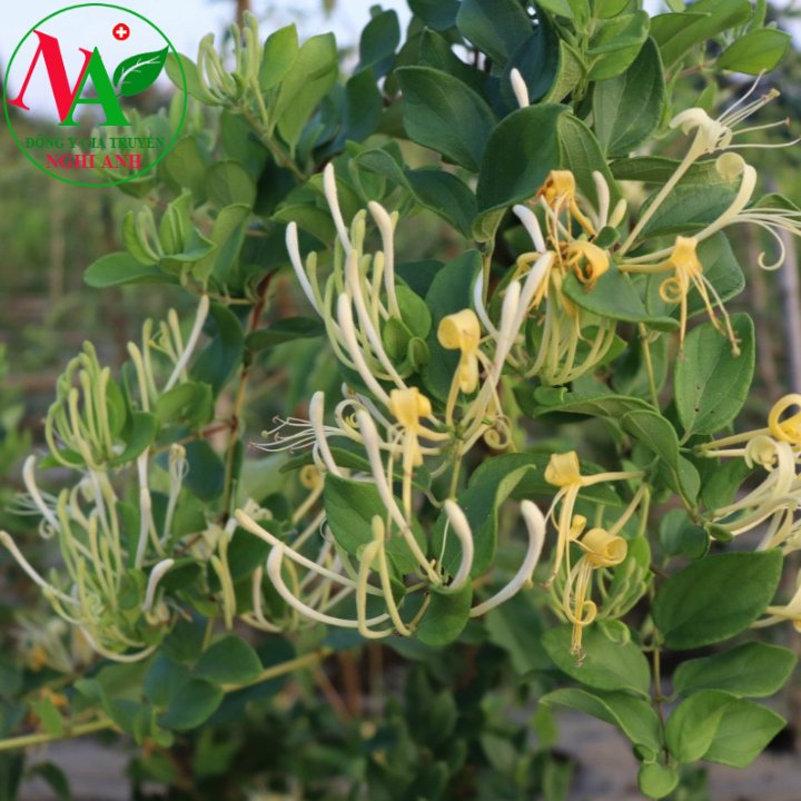 Kim Ngân Hoa Sấy Khô 500g Hàng Mới