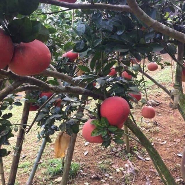 Cây giống bưởi đỏ tiến vua quả to mọng nước