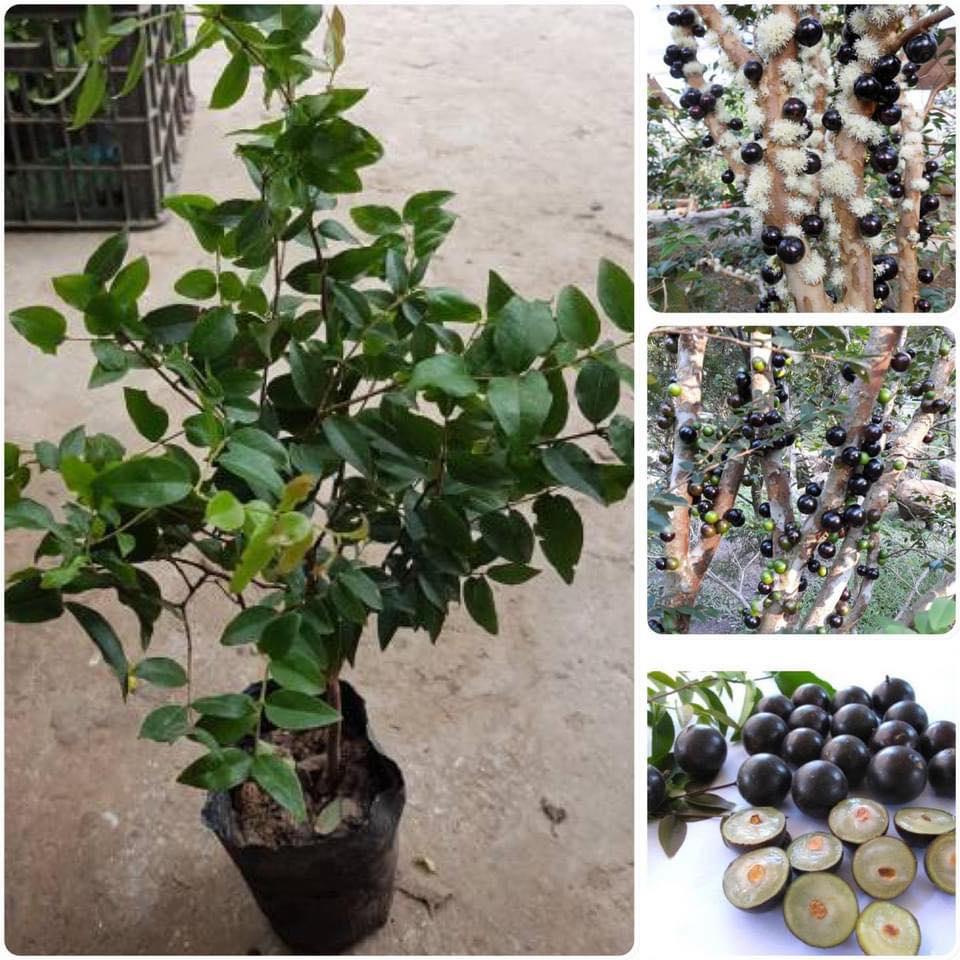 Cây giống Nho thân gỗ NAM MỸ siêu trái . .