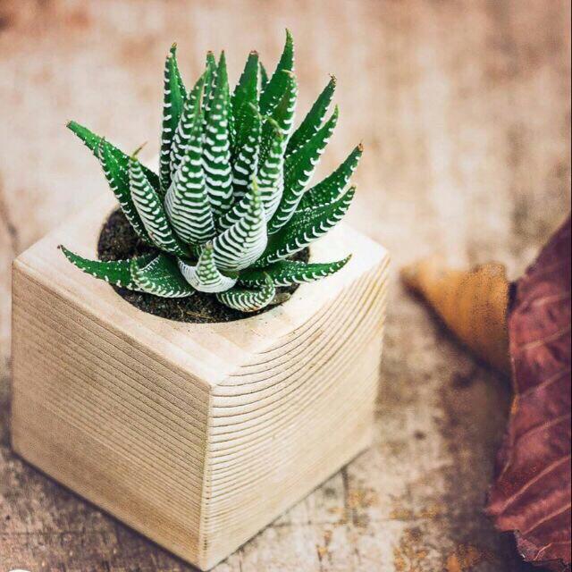 Chậu gỗ nguyên khối mini - Trồng sen đá 7x7x7cm