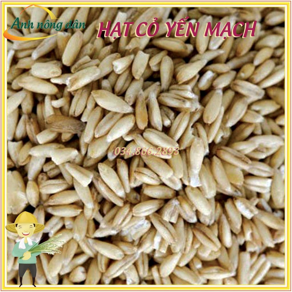 1kg Hạt giống cỏ Yến Mạch - cỏ chó mèo