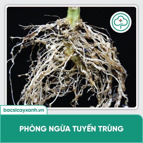 Chế phẩm Nano Chitosan Tẩy rửa nấm bệnh ở bộ rễ, ngừa tuyến trùng, tăng đề kháng cây BS12 500ml NSX Bacsicayxanh