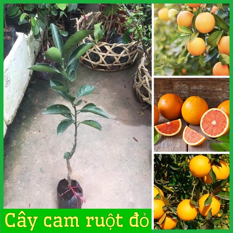 Cây cam Cara ruột đỏ không hạt Mỹ quả to siêu ngọt, dễ trồng