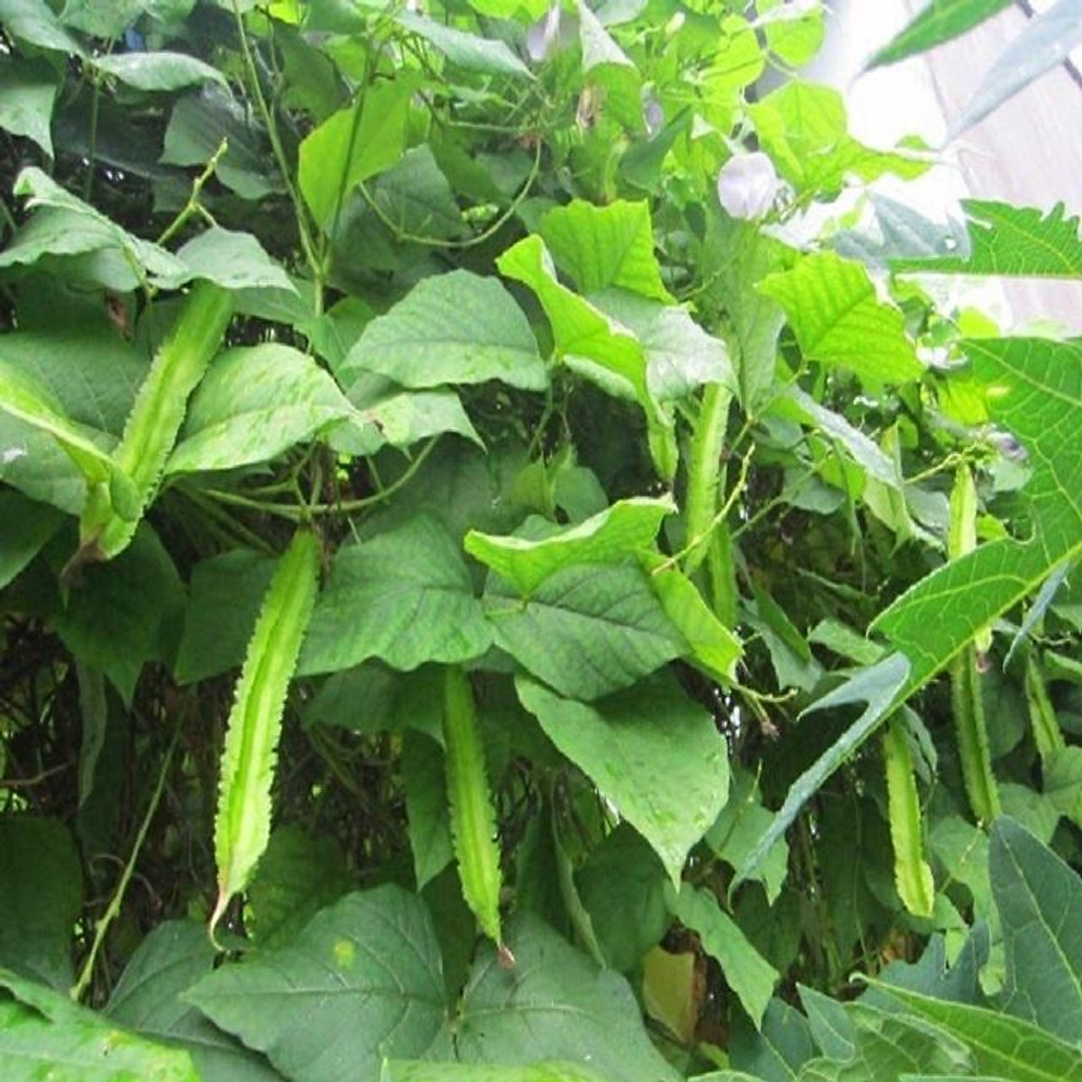 Hạt Giống Đậu Rồng Xanh F1 Nhập Khẩu
