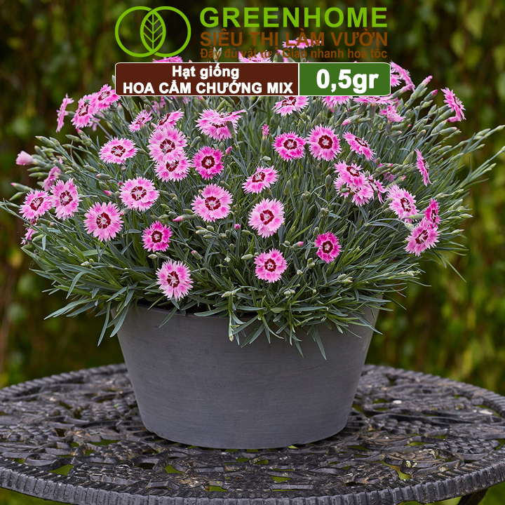 Hạt Giống Hoa Cẩm Chướng Mix Greenhome, Gói 0.1gr, Sai Hoa Màu Rực Rỡ,Trồng Quanh Năm H07