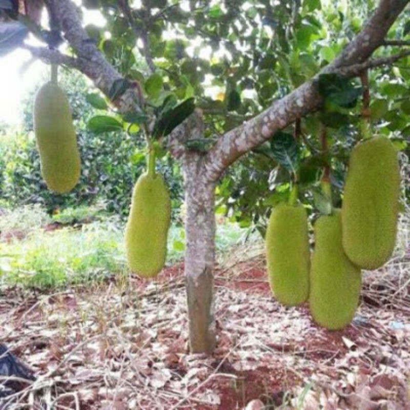 Cây giống mít trái dài