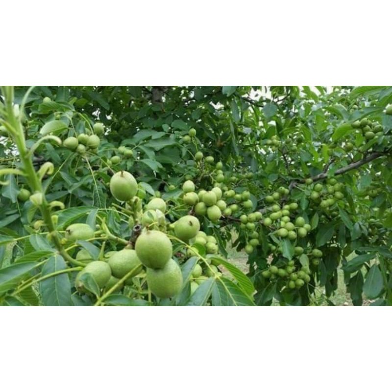 Cây sấu giống
