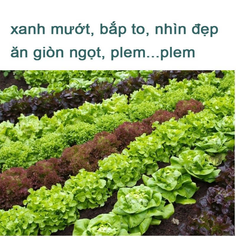 2 Lít - Dịch trùn quế chính hãng DHgold cô đặc, Đầy đủ đa,trung,vi lượng, đầy đủ chất cho cây -76129