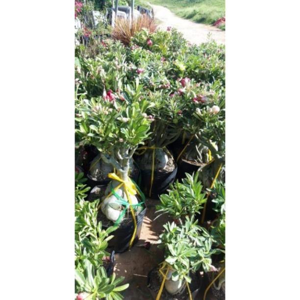 Sản phẩm CÂY SỨ THÁI