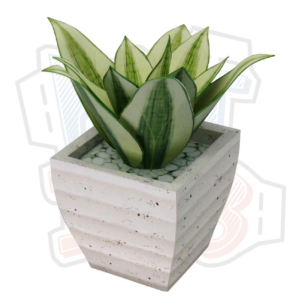 Mô hình giấy Cây Cảnh Sansevieria Golden Hahnii