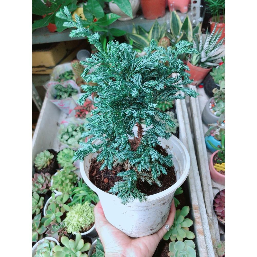 Cây Tùng Bạc Hay Tuyết Tùng