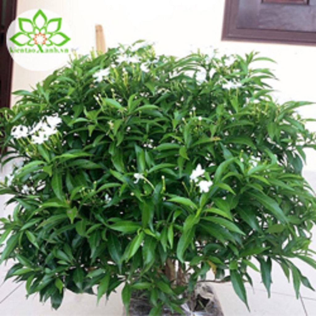 CÂY GIỐNG MAI CHIẾU THỦY LÁ TỨ *