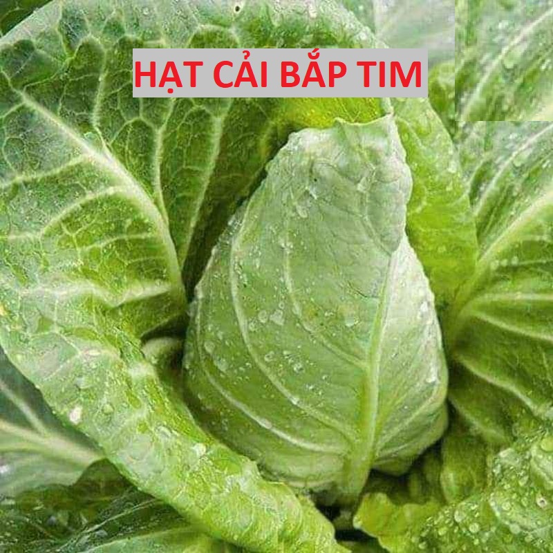Hạt Giống Cải Bắp Hình Tim - Cải Bắp Cuộn Tim Cao Sản Ngon - 4 Mùa