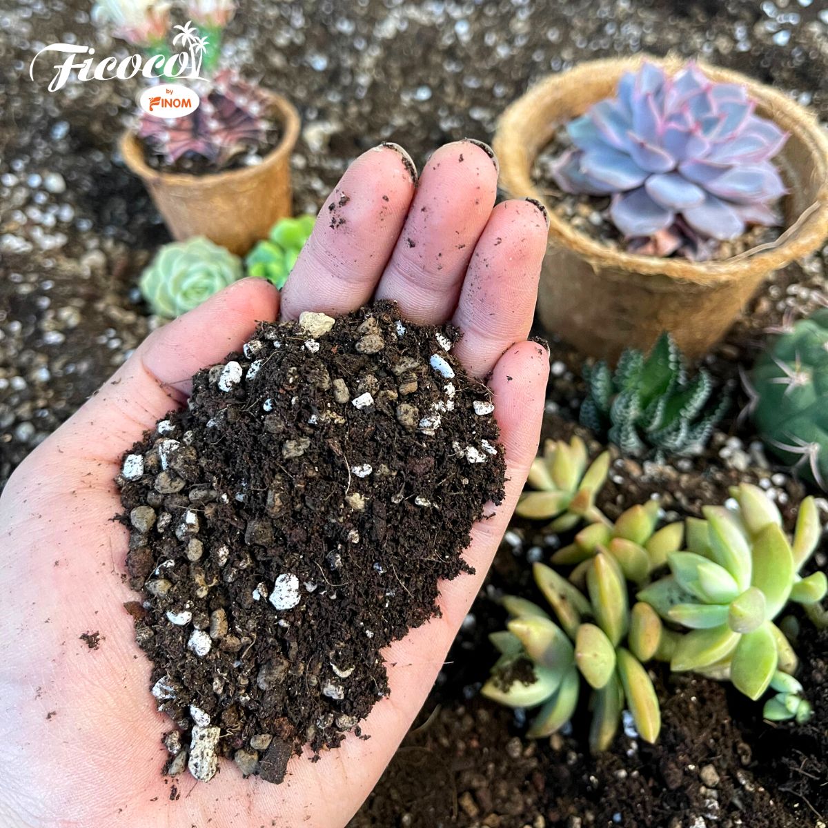 GIÁ THỂ XƯƠNG RỒNG & SEN ĐÁ FICOCO - 2 LÍT