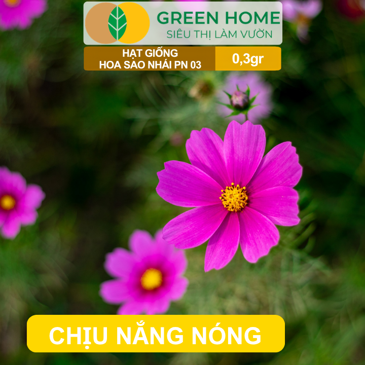 Hạt Giống Hoa Sao Nhái Mix GreenHome, Gói 0,3g, Sai Hoa, Màu Rực Rỡ, Dễ Trồng Quanh Năm H13